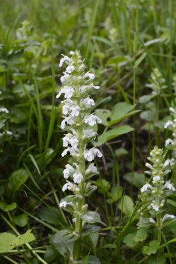 Çiçek açan bitkiler Stachys recta (sert hedgenettle, uzun ömürlü sarı woundwort). Taze yapraklar ve Stachys Recta bitkisinin beyaz cilvesi.