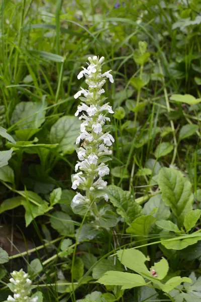 Bloeiende Bloemen Planten Stachys Recta Stijve Heggensoort Vaste Plant Geel — Stockfoto