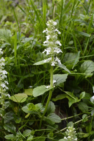 Blooming Flowers Plants Stachys Recta Stiff Hedgenettle Perennial Yellow Woundwort — Stock Photo, Image