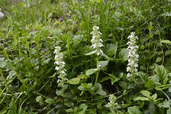 Blooming Flowers Plants Stachys Recta Stiff Hedgenettle Perennial Yellow Woundwort — Stock Photo, Image