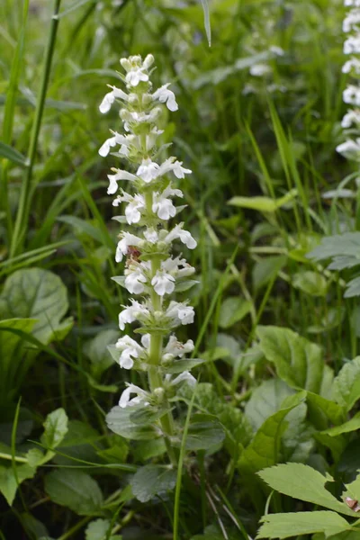 Bloeiende Bloemen Planten Stachys Recta Stijve Heggensoort Vaste Plant Geel — Stockfoto