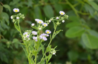 Karşınızda güzel bir Erigeron Annuus çiçek bahçesi. Erigeron Annuus subsp. Strigosus - Yazın vahşi bitki vuruşu.