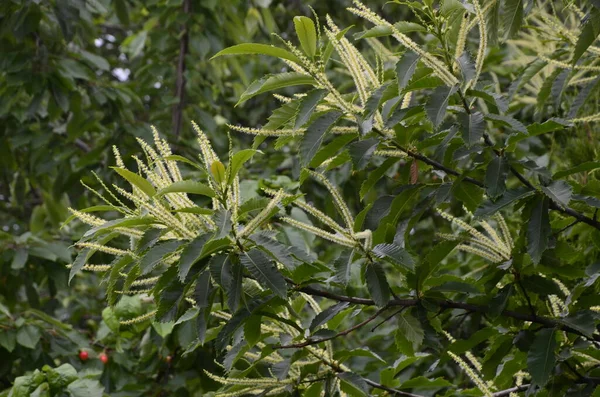 田舎の庭にある甘い栗の木 カスタネア サティバ アルボマルギタナ の夏の葉 — ストック写真