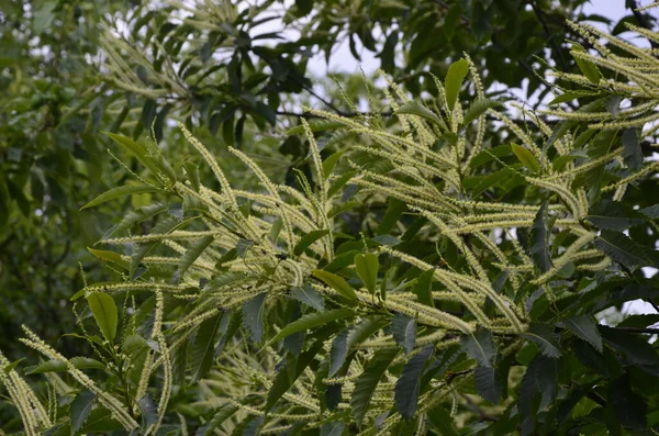 Letní Listoví Pestrobarevného Kaštanovníku Castanea Sativa Albomarginata Zahradě Venkově — Stock fotografie