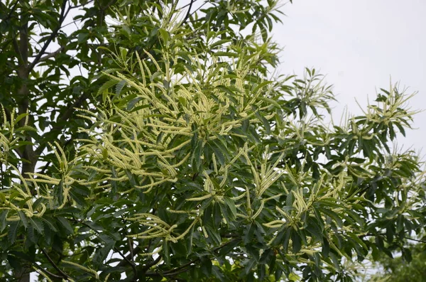 Letní Listoví Pestrobarevného Kaštanovníku Castanea Sativa Albomarginata Zahradě Venkově — Stock fotografie