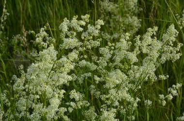 Galium mollugo, Rubiaceae familyasına ait otçul bir bitki türü. Küçük beyaz çit yatak örtüsü çiçekleri veya sahte bebek nefesi (Galium mollugo).