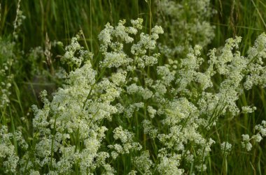 Galium mollugo, Rubiaceae familyasına ait otçul bir bitki türü. Küçük beyaz çit yatak örtüsü çiçekleri veya sahte bebek nefesi (Galium mollugo).