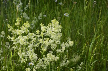 Galium mollugo, Rubiaceae familyasına ait otçul bir bitki türü. Küçük beyaz çit yatak örtüsü çiçekleri veya sahte bebek nefesi (Galium mollugo).