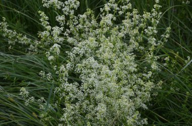 Galium mollugo, Rubiaceae familyasına ait otçul bir bitki türü. Küçük beyaz çit yatak örtüsü çiçekleri veya sahte bebek nefesi (Galium mollugo).