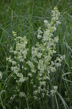 Galium mollugo, Rubiaceae familyasına ait otçul bir bitki türü. Küçük beyaz çit yatak örtüsü çiçekleri veya sahte bebek nefesi (Galium mollugo).