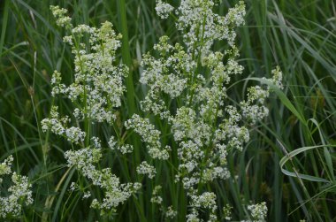 Galium mollugo, Rubiaceae familyasına ait otçul bir bitki türü. Küçük beyaz çit yatak örtüsü çiçekleri veya sahte bebek nefesi (Galium mollugo).