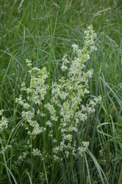 Galium mollugo, Rubiaceae familyasına ait otçul bir bitki türü. Küçük beyaz çit yatak örtüsü çiçekleri veya sahte bebek nefesi (Galium mollugo).