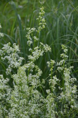 Galium mollugo, Rubiaceae familyasına ait otçul bir bitki türü. Küçük beyaz çit yatak örtüsü çiçekleri veya sahte bebek nefesi (Galium mollugo).
