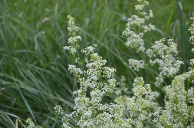 Galium mollugo, Rubiaceae familyasına ait otçul bir bitki türü. Küçük beyaz çit yatak örtüsü çiçekleri veya sahte bebek nefesi (Galium mollugo).