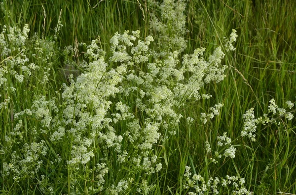 Galium Mollugo Obyčejný Název Stonek Nebo Falešný Dětský Dech Bylinná — Stock fotografie