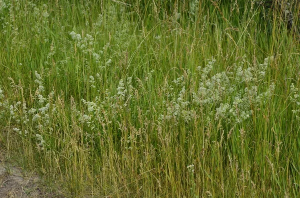 Galium Mollugo Obyčejný Název Stonek Nebo Falešný Dětský Dech Bylinná — Stock fotografie