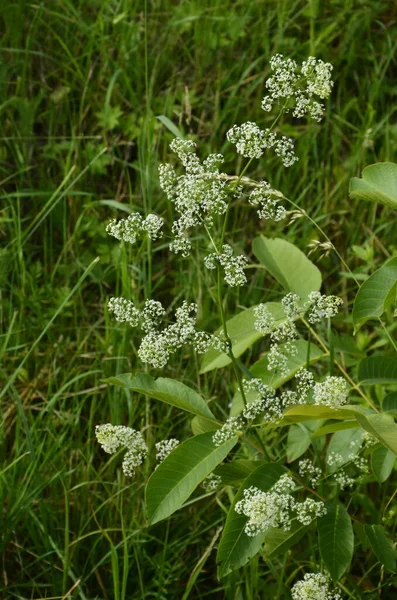 金银花 Galium Mollugo 俗称树篱草或假婴儿呼吸 是金银花科的一种一年生草本植物 用树篱或假婴儿呼吸制成的小白花 Galium Mollugo — 图库照片