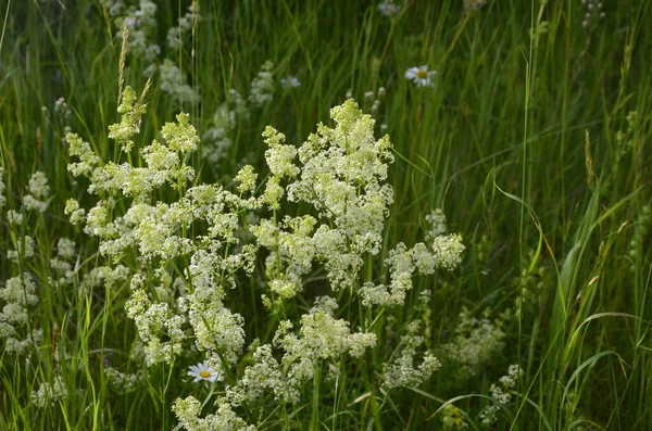 Galium Mollugo Obyčejný Název Stonek Nebo Falešný Dětský Dech Bylinná — Stock fotografie