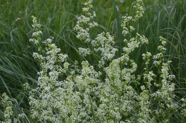 Galium Mollugo Obyčejný Název Stonek Nebo Falešný Dětský Dech Bylinná — Stock fotografie