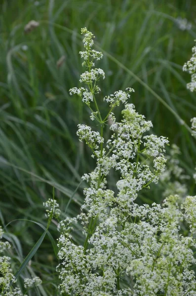 Galium Mollugo Obyčejný Název Stonek Nebo Falešný Dětský Dech Bylinná — Stock fotografie