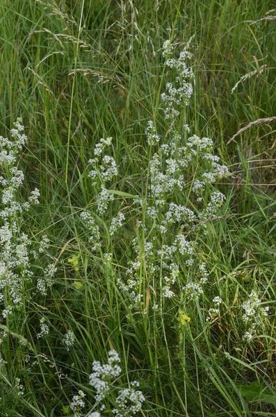 Galium Mollugo Rubiaceae Familyasına Ait Otçul Bir Bitki Türü Küçük — Stok fotoğraf