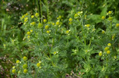 Matricaria discoidea, yaygın olarak pineappleweed, yabani papatya çayı ve disk mayweed olarak bilinir, her yıl kullanılan bir bitki familyasıdır.