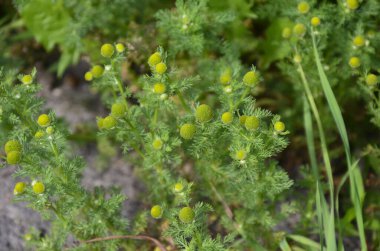 Matricaria discoidea, yaygın olarak pineappleweed, yabani papatya çayı ve disk mayweed olarak bilinir, her yıl kullanılan bir bitki familyasıdır.
