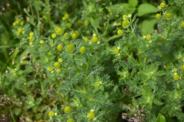 Matricaria discoidea, yaygın olarak pineappleweed, yabani papatya çayı ve disk mayweed olarak bilinir, her yıl kullanılan bir bitki familyasıdır.