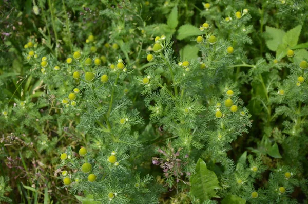 Matricaria Discoidea Comúnmente Conocida Como Pineappleweed Manzanilla Silvestre Mayweed Disco — Foto de Stock