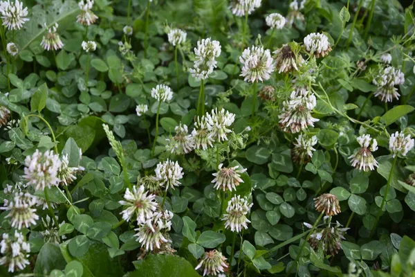 Bílý Jetel Kvete Trávě Trifolium Repens — Stock fotografie