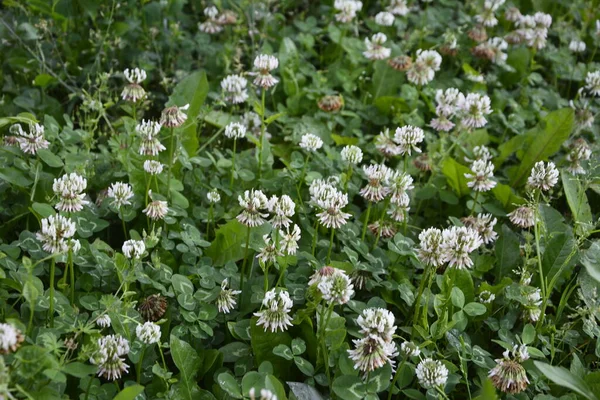 Белый Клевер Цветы Среди Травы Trifolium Repens — стоковое фото