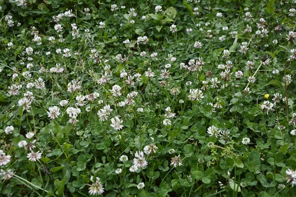 草の間に白いクローバーの花 トリフォリウムの再生 — ストック写真