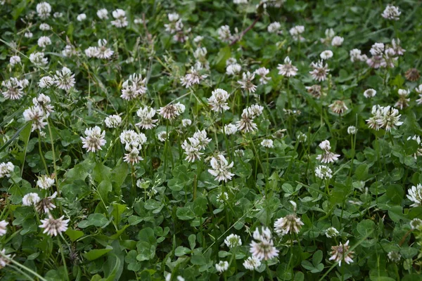 Flores Blancas Trébol Entre Hierba Trifolium Repens —  Fotos de Stock