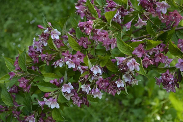 Krzewy Weigela Kwitnące Różowo Piękny Wiosenny Ogród Weigela Florida Kwiaty — Zdjęcie stockowe