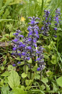Mavi ya da sıradan borazan, bugleherb, bugleweed, havyar ya da halı bugleweed (Ajuga reptans)
