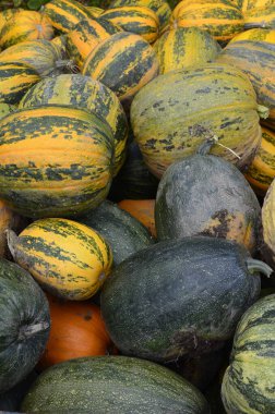 Arkaplan dokusu: bir grup balkabağı. Sonbahar teması, balkabağı koleksiyonu. Bir sürü sarı, turuncu ve yeşil balkabağı. Köyde hasat, parlak sebzeler..