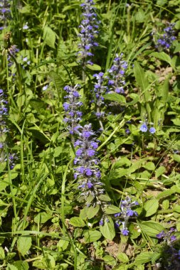 Mavi ya da sıradan borazan, bugleherb, bugleweed, havyar ya da halı bugleweed (Ajuga reptans)