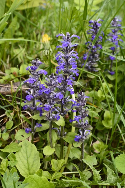 Mavi ya da sıradan borazan, bugleherb, bugleweed, havyar ya da halı bugleweed (Ajuga reptans)