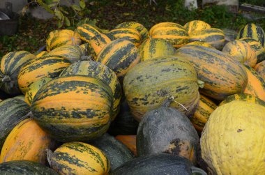 Arkaplan dokusu: bir grup balkabağı. Sonbahar teması, balkabağı koleksiyonu. Bir sürü sarı, turuncu ve yeşil balkabağı. Köyde hasat, parlak sebzeler..