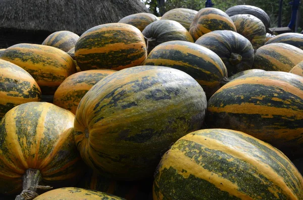 Background Texture Bunch Pumpkins Autumn Theme Pumpkin Collection Lot Yellow Stock Image