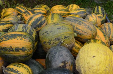 Arkaplan dokusu: bir grup balkabağı. Sonbahar teması, balkabağı koleksiyonu. Bir sürü sarı, turuncu ve yeşil balkabağı. Köyde hasat, parlak sebzeler..