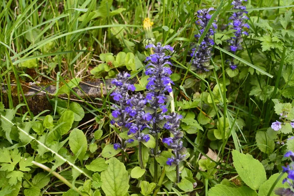 Mavi ya da sıradan borazan, bugleherb, bugleweed, havyar ya da halı bugleweed (Ajuga reptans)