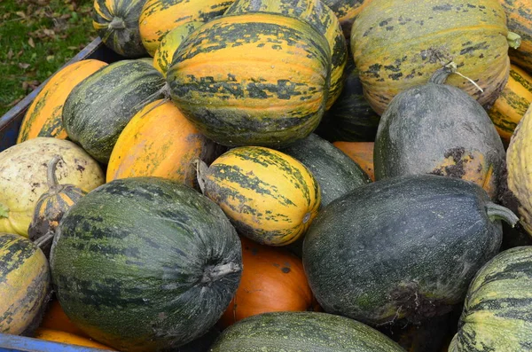 Arkaplan dokusu: bir grup balkabağı. Sonbahar teması, balkabağı koleksiyonu. Bir sürü sarı, turuncu ve yeşil balkabağı. Köyde hasat, parlak sebzeler..