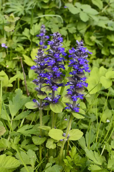 Mavi ya da sıradan borazan, bugleherb, bugleweed, havyar ya da halı bugleweed (Ajuga reptans)