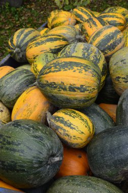 Arkaplan dokusu: bir grup balkabağı. Sonbahar teması, balkabağı koleksiyonu. Bir sürü sarı, turuncu ve yeşil balkabağı. Köyde hasat, parlak sebzeler..