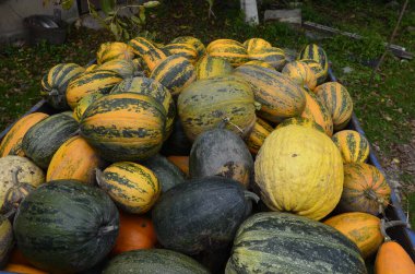 Arkaplan dokusu: bir grup balkabağı. Sonbahar teması, balkabağı koleksiyonu. Bir sürü sarı, turuncu ve yeşil balkabağı. Köyde hasat, parlak sebzeler..