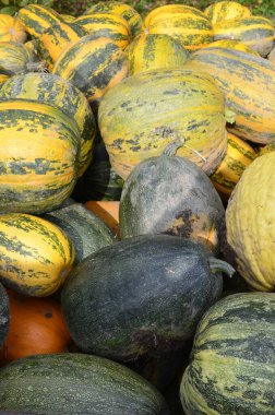 Arkaplan dokusu: bir grup balkabağı. Sonbahar teması, balkabağı koleksiyonu. Bir sürü sarı, turuncu ve yeşil balkabağı. Köyde hasat, parlak sebzeler..