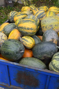 Arkaplan dokusu: bir grup balkabağı. Sonbahar teması, balkabağı koleksiyonu. Bir sürü sarı, turuncu ve yeşil balkabağı. Köyde hasat, parlak sebzeler..