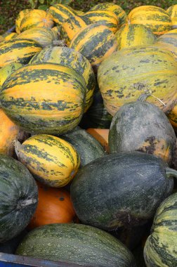 Arkaplan dokusu: bir grup balkabağı. Sonbahar teması, balkabağı koleksiyonu. Bir sürü sarı, turuncu ve yeşil balkabağı. Köyde hasat, parlak sebzeler..