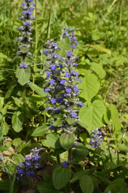 Mavi ya da sıradan borazan, bugleherb, bugleweed, havyar ya da halı bugleweed (Ajuga reptans)